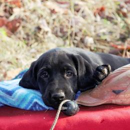 Labrador Retriever Puppies from Milliken Creek Labs
