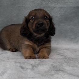 Harley Edison Berry - Chocolate male Dachshund puppy in Trinity, Texas from Signature Sloan - Long Hair Dachshunds