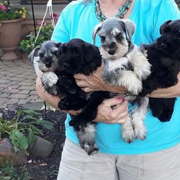 Goldendoodle, Golden Retriever, and Miniature Schnauzer Puppies from Mervar Kennel