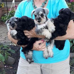 Goldendoodle, Golden Retriever, and Miniature Schnauzer Puppies from Mervar Kennel
