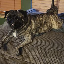 Pug puppies from Precious Princess Pugs