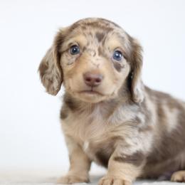 Quantum - Dapple male Dachshund puppy in Alto, Texas from Prima Dachshunds