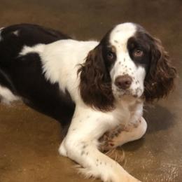 Lucy - English Springer Spaniel