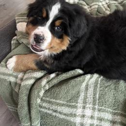 Bernese Mountain Dog Puppies from Purple Sage Puppies Bernese Mountain Dogs