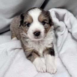 Diamond - Blue merle female Toy Australian Shepherd puppy in Bly, Oregon from Apacheblus Toy Aussies