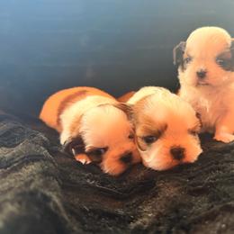 Boy 5 - Gold and white male Shih Tzu puppy in Monclova, Ohio from Heritage Toy Poodles & Hallmark Jolei Shih Tzus