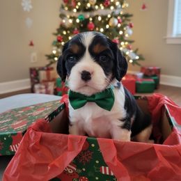 Boy 1 - Black and tan male Cavalier King Charles Spaniel puppy in Maui, Hawaii from Versatile Ohana