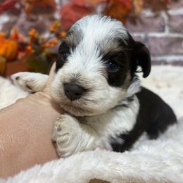 Ranger - Parti male Miniature Schnauzer puppy in Lufkin, Texas from C&K’s Schnauzer House