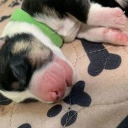 Companion Cross Puppies from Double G Corgis
