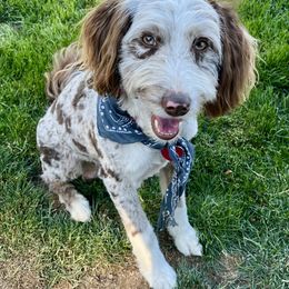 Bean - Aussiedoodle