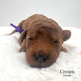 Cream - Red  female Goldendoodle puppy in Sunman, Indiana from Brunsman Country Doodles LLC