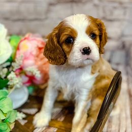 Cavalier King Charles Spaniels from Cardinal Cavaliers