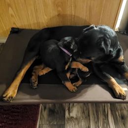 Rottweiler Puppies from Vom Corvinus Haus Rottweilers