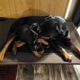 Rottweiler Puppies from Vom Corvinus Haus Rottweilers