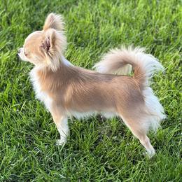 Chihuahua Puppies from So Sweet Chihuahuas