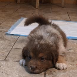 Cimarron - Red merle male Australian Shepherd puppy in Solon, Maine from Mountain Range Australian Shepherds