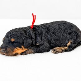 Harry - Harry Potter Litter - Phantom male Bernedoodle puppy in Charleston, South Carolina from Palm Belle Doodles