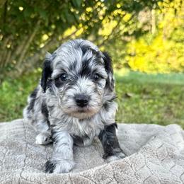 Coy - Blue merle male Aussiedoodle puppy in Science Hill, Kentucky from Southern Paws Kennels