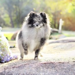 Pepper - Pomeranian