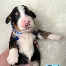 Toast - Tri-color male Bernedoodle puppy in Beecher, Illinois from Erica’s Doodles