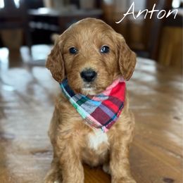 Anton - Red  male Goldendoodle puppy in Vernon Center, Minnesota from BrookeMarie’s Goldendoodle Love