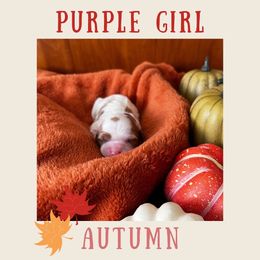 Autumn - Blenheim Cavapoo puppy in Columbus, Ohio from FamilyOodles