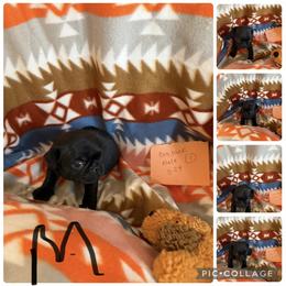 Male 2 - Black male Pug puppy in Trenton, Tennessee from Brenda's Puppies
