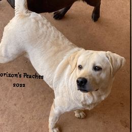 PEACHES - Labrador Retriever