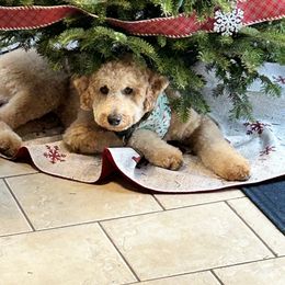Goldendoodle All Grown Up from Hope RI Goldendoodles