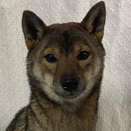 Kona - Shiba Inu