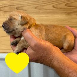 Clara (Yellow) - Golden female Golden Retriever puppy in Cadillac, Michigan from K & M Golden Retrievers