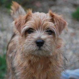 Norfolk Terriers from Bliss Creek Norfolks