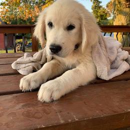 Golden Retriever Puppies from Red Barn Golden’s