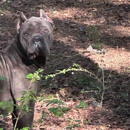 Camo - Cane Corso