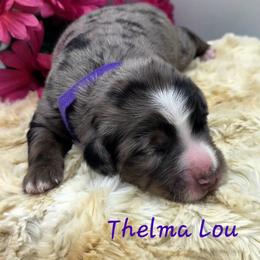 Thelma lou - Blue female Companion Cross puppy in Viking, Minnesota from Son Shine Farm