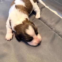 Priscilla - Piebald female Dachshund puppy in Ft Dodge, Iowa from Secret Reality