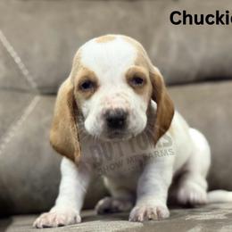 Chuckie - Lemon and white male Basset Hound puppy in Oronogo, Missouri from Dutton's Show Me Farms