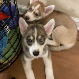 Pomsky Puppies from JsPomskies