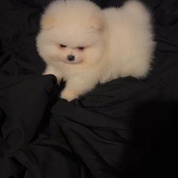 Chase - White male Pomeranian puppy in Miami, Florida from Couture Pomeranians