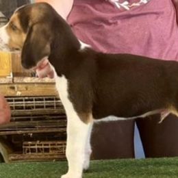 American Foxhounds from Tri County Kennel