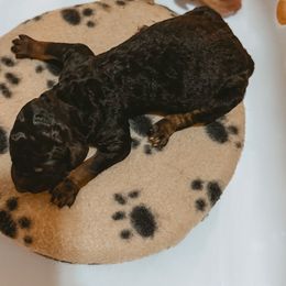Black and Red Phantom Female - Phantom female Poodle puppy in Phoenix, Arizona from Moonshine Kennels AZ