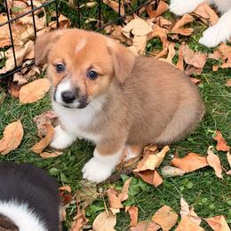 Pumpkin - Red male Pembroke Welsh Corgi puppy in Northwood, Iowa from Sorrel Sands Corgis