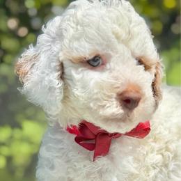 Panini - Parti male Goldendoodle puppy in Miami, Florida from Jade’s Paws & Co. Of Miami LLC
