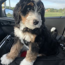 Bernedoodle Puppies from Beary Sweet Doodles