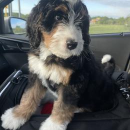 Bernedoodle Puppies from Beary Sweet Doodles