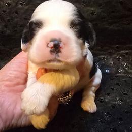 Sergeant - Black white and tan male Cocker Spaniel puppy in Florence, South Carolina from Reddick's American Cocker Spaniels