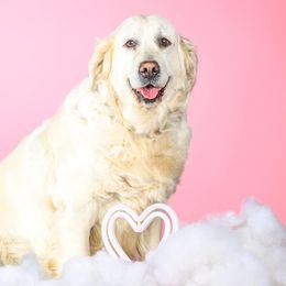 Emmie - Golden Retriever