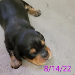 Dachshund Puppies from CLARK'S BREEDING PROGRAM