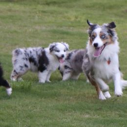Miniature Australian Shepherd Puppies from Ridgestar Aussies