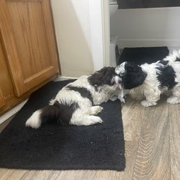 Shih Tzu Puppies from TACG